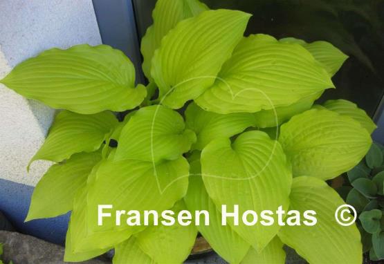 Hosta Miss Susie
