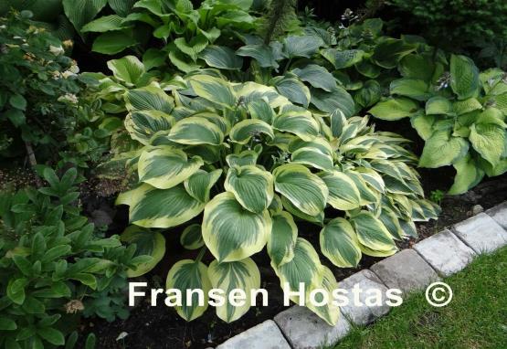 Hosta Miss Tokyo