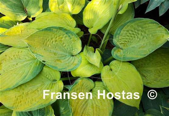 Hosta Mister Watson