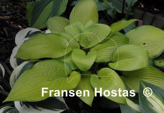 Hosta Mister Watson