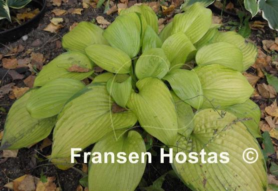 Hosta Mister Watson
