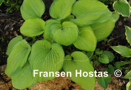Hosta Mister Watson