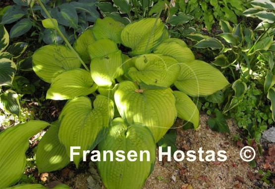 Hosta Mister Watson