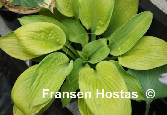 Hosta Mister Watson