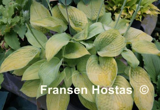 Hosta Mister Watson