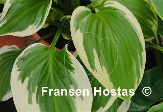 Hosta Mistress Mabel