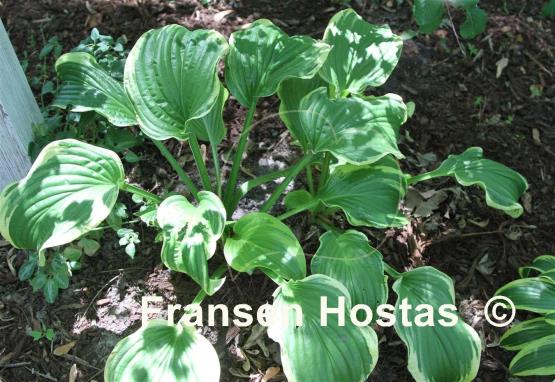 Hosta Mistress Mabel