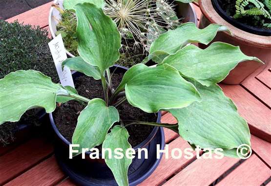 Hosta Misty Marilyn
