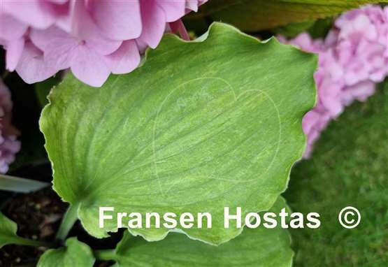 Hosta Misty Marilyn
