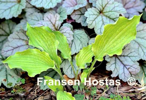 Hosta Misty Marilyn