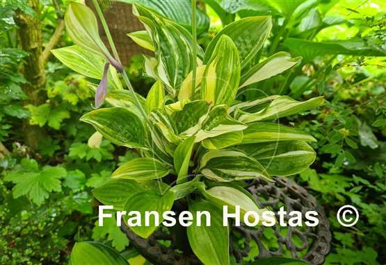 Hosta Misweave 