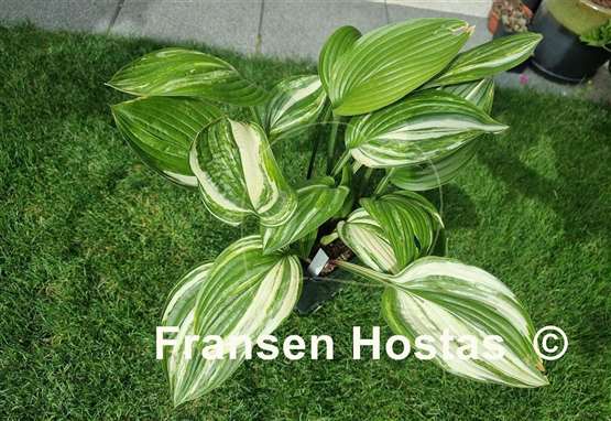 Hosta Misweave