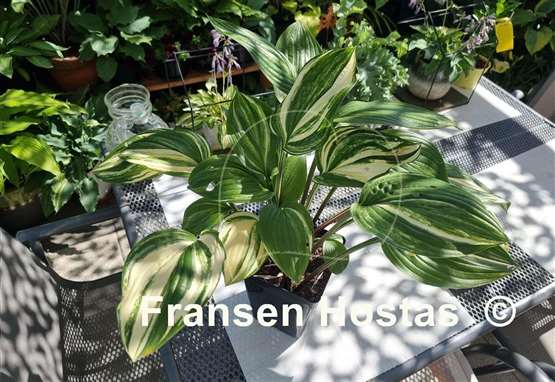Hosta Misweave