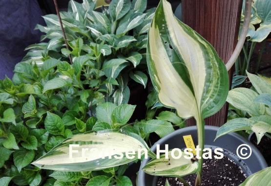 Hosta Misweave