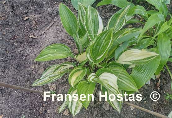 Hosta Misweave