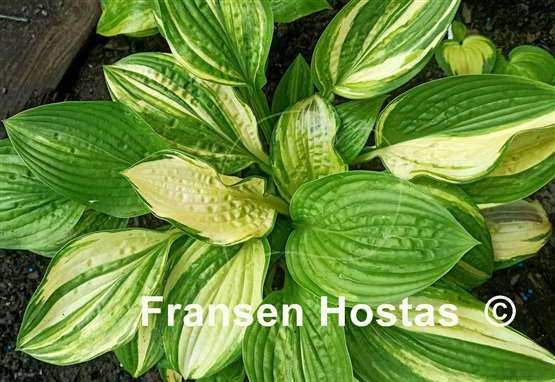 Hosta Misweave