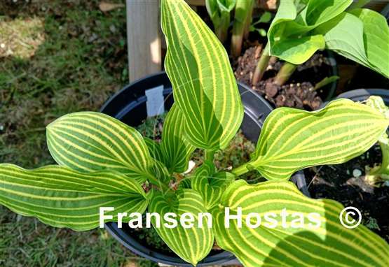 Hosta Mito-no-hana