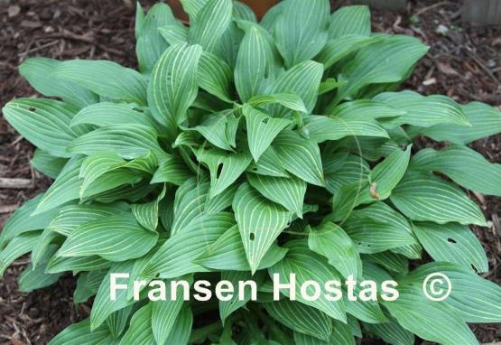 Hosta Mito-no-hana