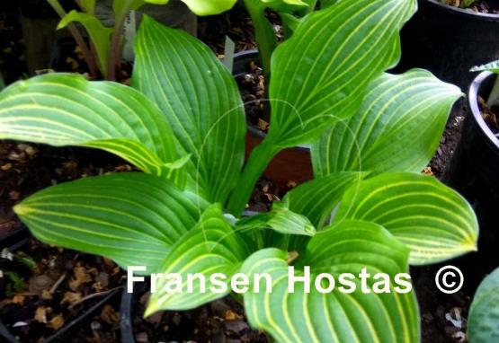 Hosta Mito-no-hana
