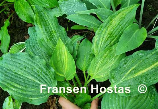 Hosta Modern Dance