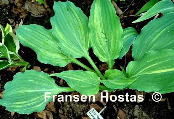 Hosta Modern Dance
