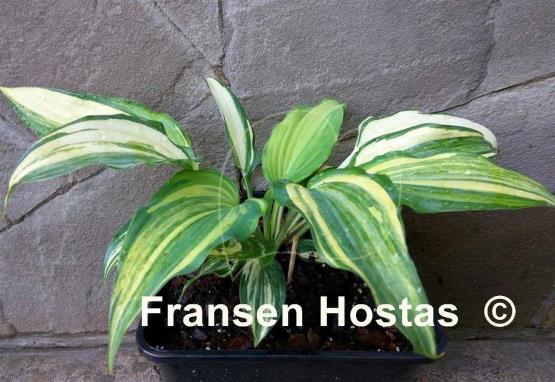 Hosta Modern Dance
