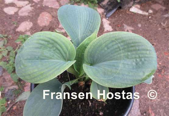 Hosta Mohegan