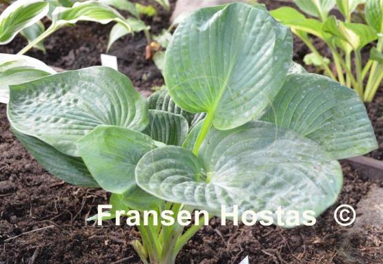 Hosta Mohegan