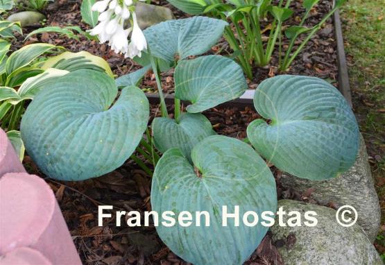 Hosta Mohegan