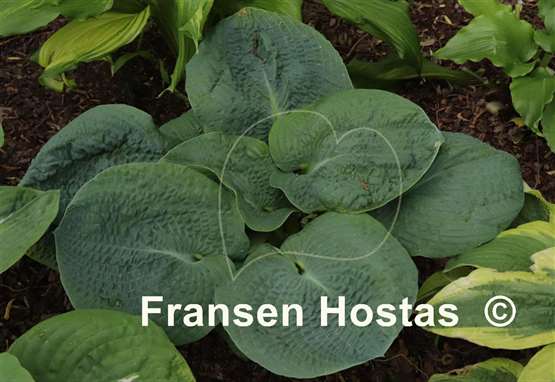 Hosta Mohegan