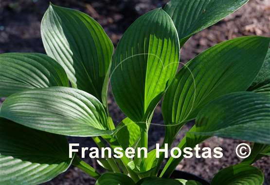 Hosta Mohrchen