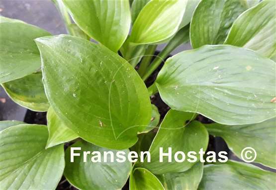 Hosta Mohrchen