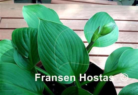 Hosta Moi Marlene