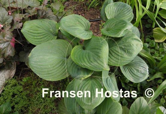 Hosta Mojito