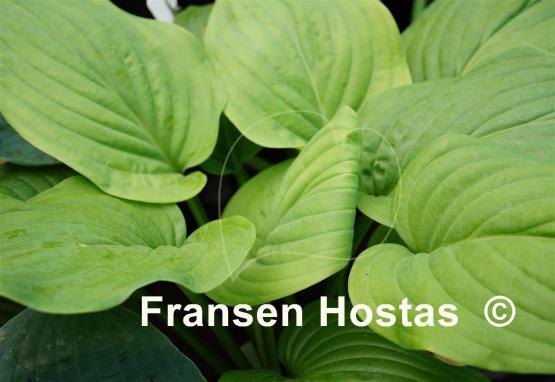 Hosta Mojito