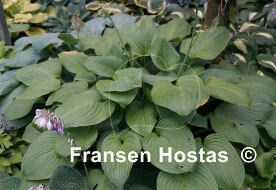 Hosta Mojito