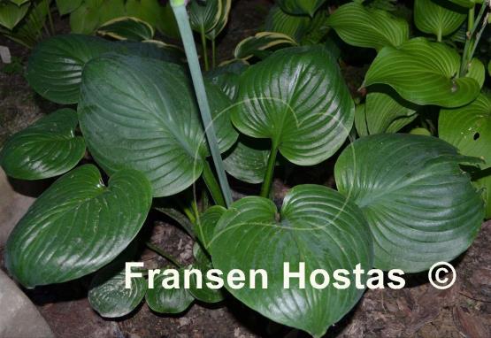 Hosta Mojito