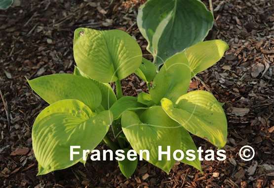 Hosta Monica's Golden Crinkles