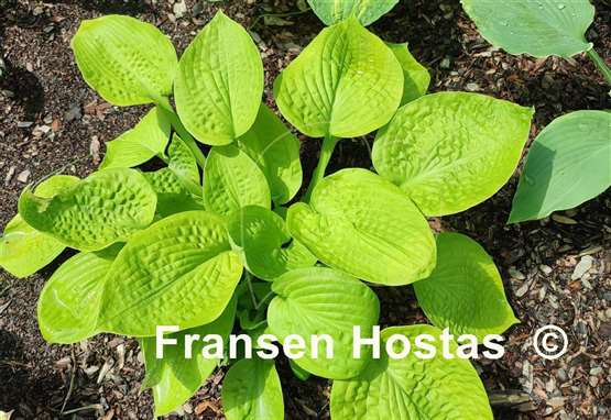 Hosta Monica's Golden Crinkles