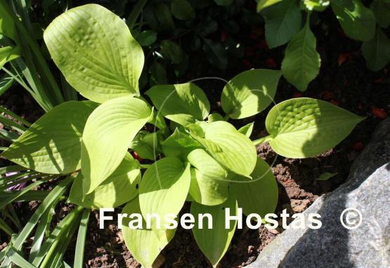 Hosta Monica's Golden Crinkles