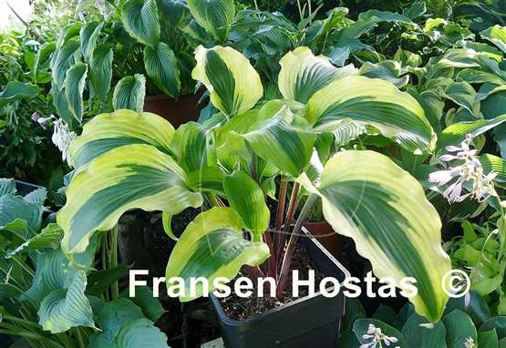 Hosta Monkey Business