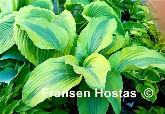 Hosta Monkey Business