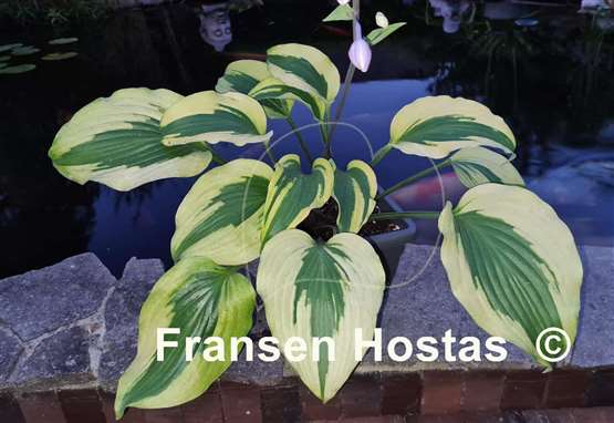 Hosta Monkey Business