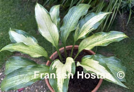 Hosta Monkey Gold