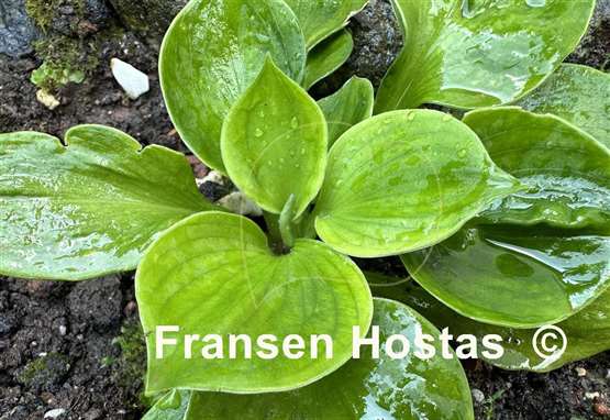 Hosta Monster Ears