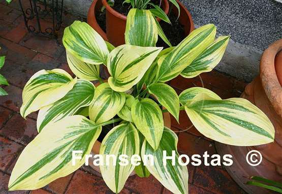 Hosta Montana Moonshine