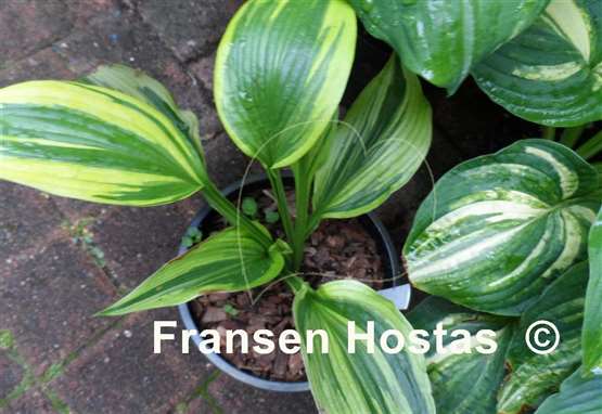 Hosta Montana Moonshine