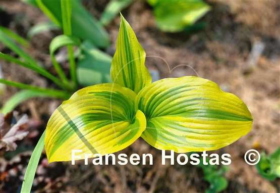 Hosta Montana Moonshine