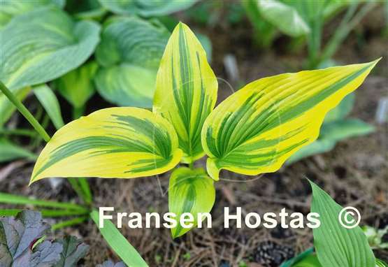 Hosta Montana Moonshine
