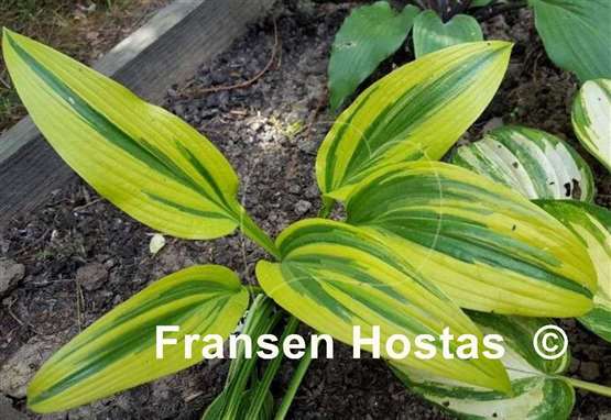 Hosta Montana Moonshine